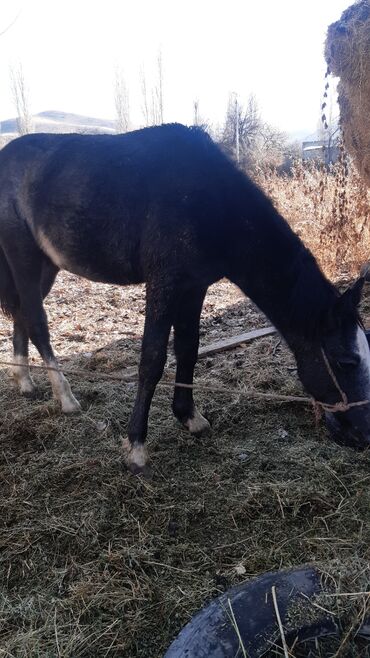 Лошади, кони: Продаю | Конь (самец) | Конный спорт — 9