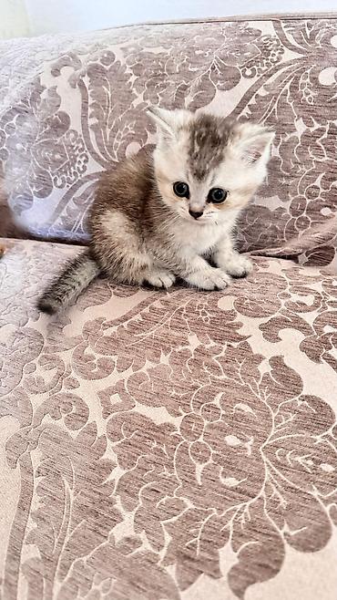 Pişiklər: Şinşilla — 6