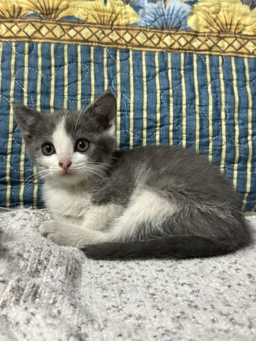 сколько стоит американская короткошёрстная кошка: Отдам котят в добрые руки! Возраст — 2 месяца. Очень ласковые, игривые