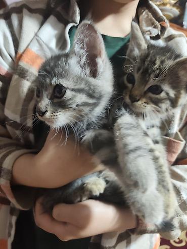 отдаю котят: Котята домашние, короткошёрстные, окрасы: тигровый табби и серый — 10