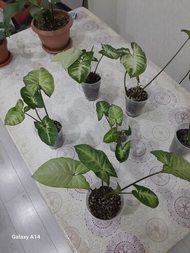 большие комнатные растения: Сингониум