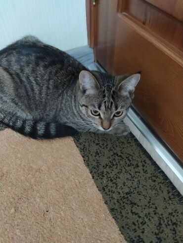 сиамская кошка: Кошка Мия 6-7 месяцев,игривая и ласковая, приучена к горшку