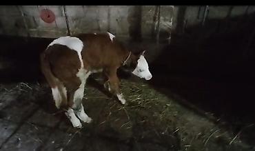 kiseli inek: Aprelin 20 balalayib 1 qarindi balası simental cinsdi ağ kiprik — 3