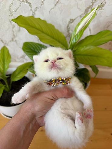 Pişiklər: Britan — 2