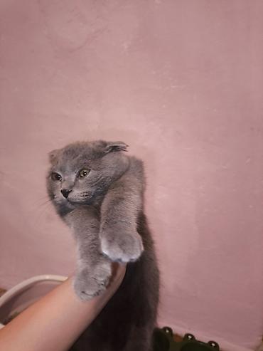скотиш фолд ош: Шотландский вислоухий котёнок (Scottish Fold), окрас — сплошной серый — 2