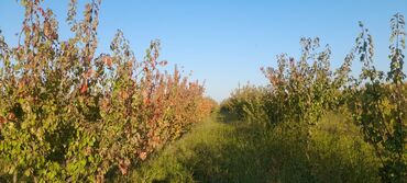 Ağaclar: Goranboy rayonu, Hazırəhmədli kəndində yerləşən 2 hektar meyvə bağı — 7