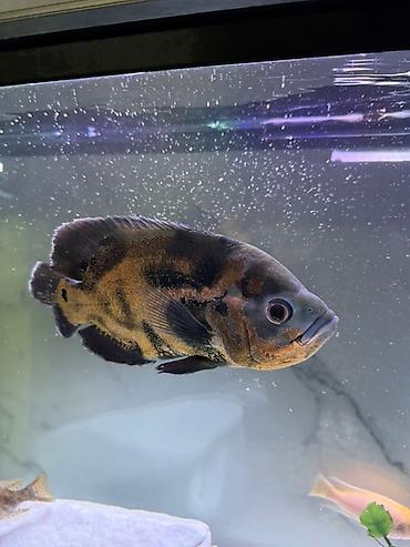 Рыбы: Срочно продам или меняю на другие рыбки большого Астронотус тигровый — 4