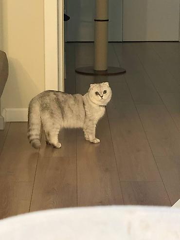 Зоотовары: Продается котик 1 год Привитый, Проглистованный, Кастрированный — 3