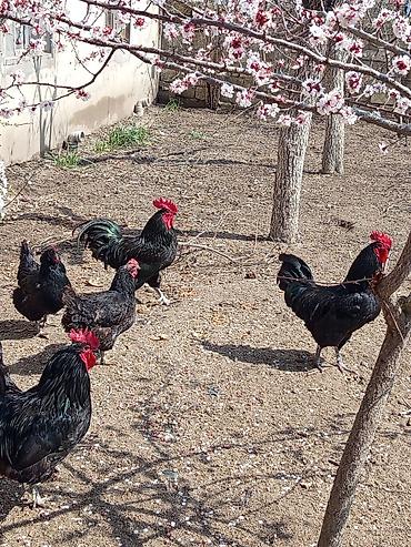 Toyuqlar: Toyuq, Australorp, Damazlıq, Ünvandan götürmə — 12