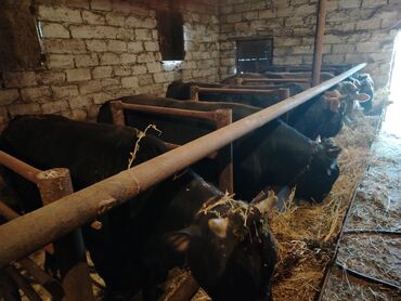 Inəklər, öküzlər: 6 baş dana satılır — 21