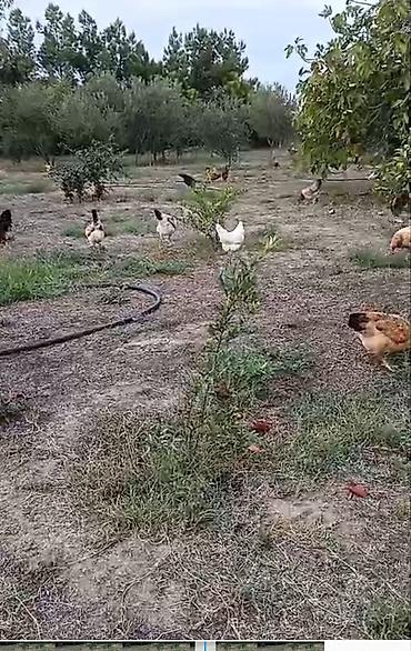 qus dami: Toyuq, Damazlıq, Ünvandan götürmə — 3