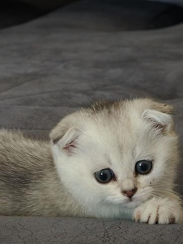 Кошки: Британская, Самка — 10