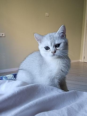 pisi: Qızıl şinşilla, Erkək, Yaxşı əllərə — 1