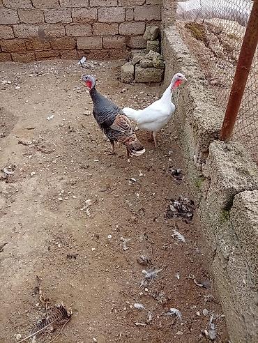 Hinduşkalar: Məhsul: Hind toyuqları (2 ədəd) Təsvir: 40 manat biri. - Növ: Hind — 1