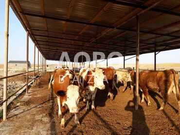 usaq evleri vakansiya: Sutculuk teserrufatina isci olaraq aile axtarilir. ferma Suvelanda