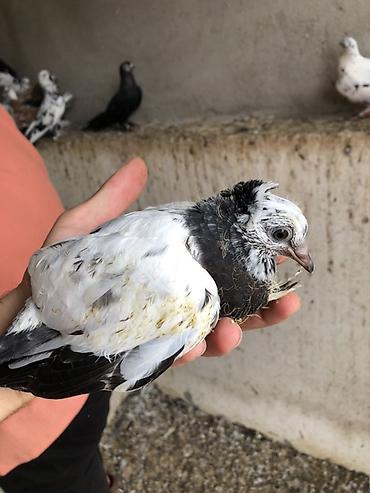 ordək balası və cucə: Naxçıvan göyərçinləri – Salto-Uçuş və Dekorativ Ve Bağış üçün seçmə — 3