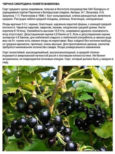 Карагат: Продаются саженцы черной и золотистой смородины (Капитан)! Черная — 6