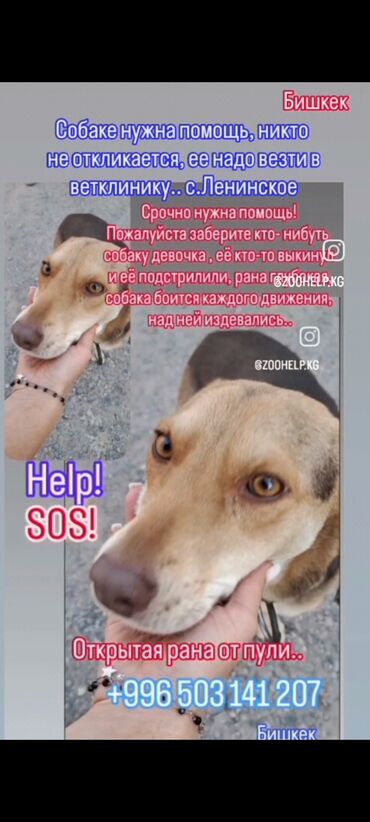 Отдам даром собаку: Срочно нужен хороший любящий хозяин — 1