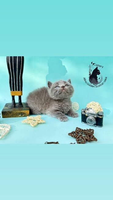 домики для котят: Британские котята (питомник Afina Golden Scottish Ideal) - Порода