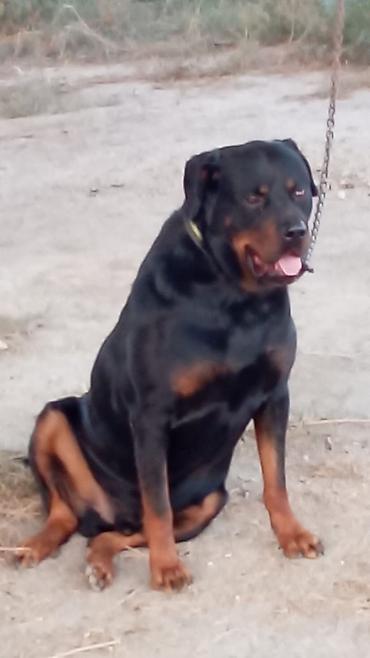 kanqal itleri: Rotveyler, 2 il, Erkək, Peyvəndli, Rayonlara çatdırılma — 2