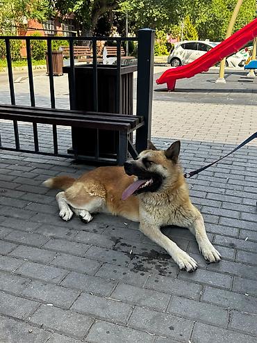 ucuz ev itleri: Akita-inu, 1 il, Dişi — 2