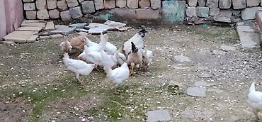 qus yarim tip: 12 ədəd toyuq 2 dənə xoruz satılır yumurtayan toyuqlardı amma hələlik — 1