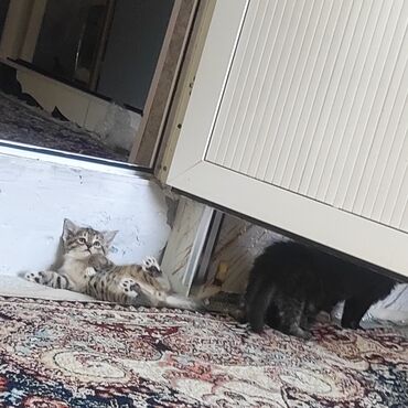 козу кочкорлор сатылат: 3 айлык, Ургаачы, Таш бака, Курттардан тазаланган lalafo.kg да козу кочкорлор сатылат: 3 айлык, Ургаачы, Таш бака, Курттардан тазаланган