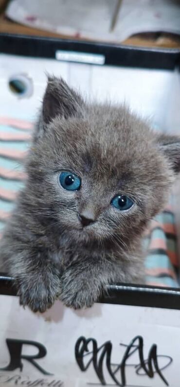 сиамская кошка цена: Британская короткошёрстная, 1 месяц, Девочка, Серый, Приучена к лотку, Проглистована