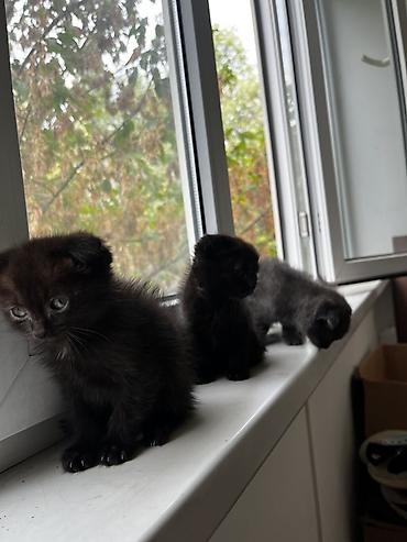 Продажа кошек: Скотиш Фолд (Шотландская вислоухая), 1 месяц, Девочка, Серый, Приучена к лотку — 4