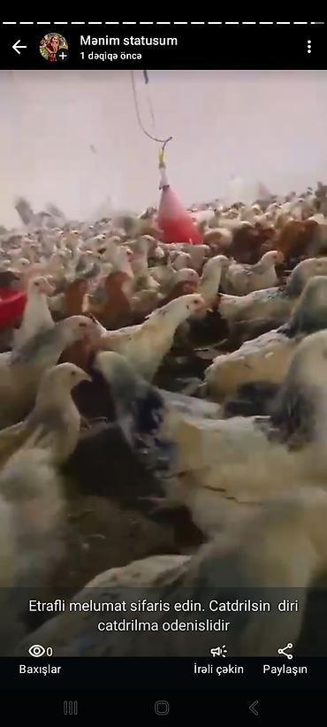 K/t heyvanları və malları: Toyuq cücələri, Damazlıq — 3