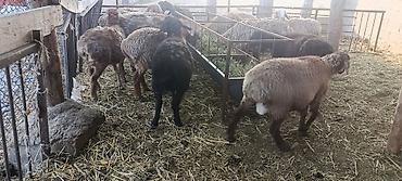 баран дорпер купить: Продаю | Ягненок — 3