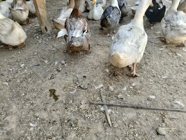 дикие утки: Утки бройлеры мясо доходит до 6 кг