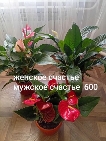 вьющиеся розы бишкек: Комнатные растения в горшках: - Мужское счастье (Антуриум) – крупные