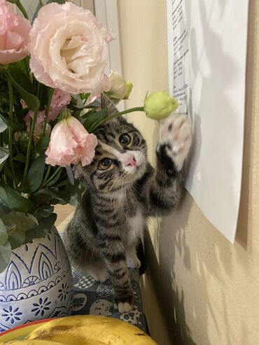 котенка в добрые руки: Кошка даром: Беспородная, 3 месяца, Мальчик