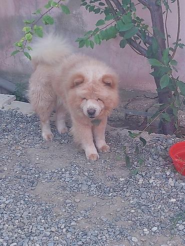 it toy pudel: Çau-Çau, 1 il, Erkək, Peyvəndli — 3