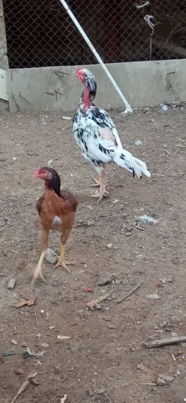 Toyuqlar: Toyuq, Damazlıq -da lalafo.az — 7 Toyuqlar: Toyuq, Damazlıq — 7