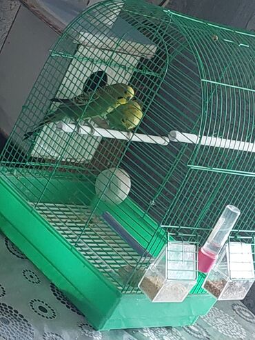 naxcivan heyvan elanlari: Валнистые попугаи.самка и самец.вместе с гнездом и клеткой
