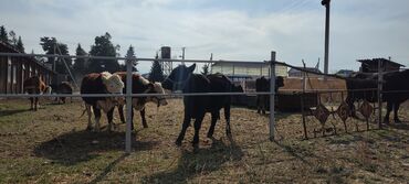 срочно продаю в связи с переездом: Сатам | Уй (ургаачы), Бука (эркек), Кунаажын | Ангус, Герефорд, Алатоолук | Бордоп семиртүү үчүн