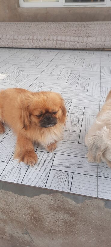 afcarka itler: Pekines, 1 il, Dişi