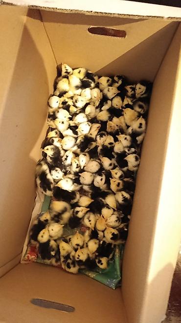 Куры, петухи: Продаю | Цыплята | Для разведения — 5