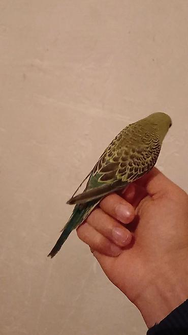 ev heyvanı satışı: Salam. Əl quşudur. isteyen Vpdan yazsin vidiosunu atim. Ünvan — 4