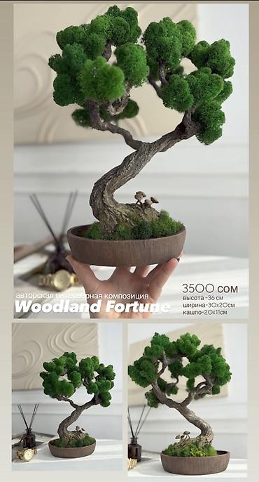 Декоративные цветы: Деревья-бонсай из натурального стабилизированного мха🌳 -это — 100