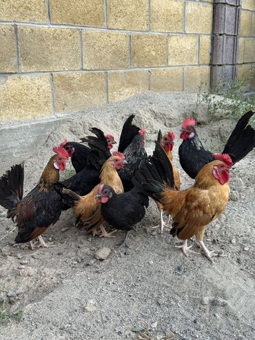 кошка без шерсти: 🐣Продаю декоративные карликовые породы кур и петухов! Отличные