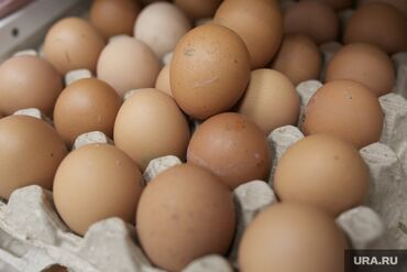 яйца индюшинные: Домашние куриные яйца. Бесплатная доставка от 150 штук