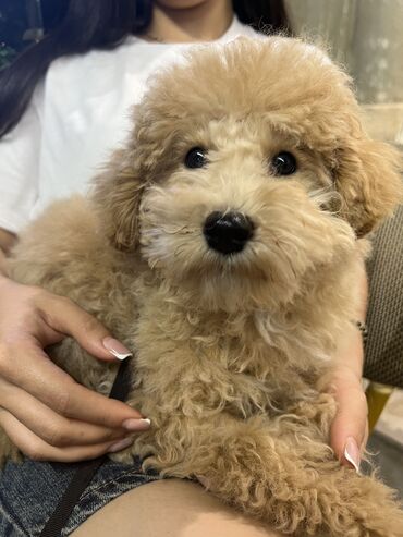 toy poodle qiymetleri: Pudel, 4 ay, Erkek, Peyvəndli, Pulsuz çatdırılma