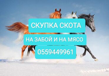 продажа телят: Сатып алам | Уйлар, букалар, Жылкылар, аттар, Башка а/ч жаныбарлары | Күнү-түнү, Бардык шартта, Союлган