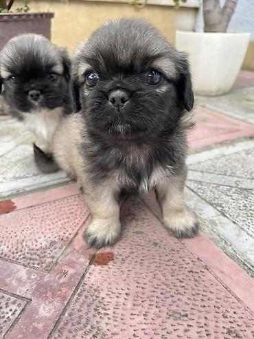 İtlər: Pekines — 10