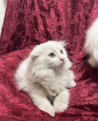 шотландский котята: Скотиш Фолд (Шотландская вислоухая), 2 месяца, Мальчик, Белый, Приучена к лотку — 1
