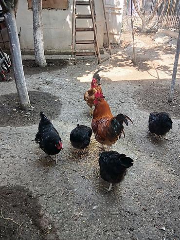 quş: Yumurtlayan toyuqlar, xoruzlar, çolpalar, 1 aylıq cücələrdə var — 6