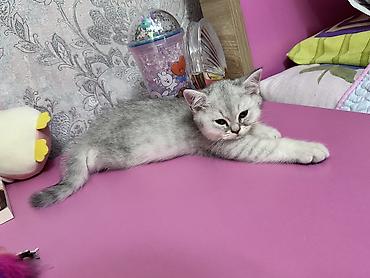 Кошки: Шиншилла, Самка, Самец, Самовывоз — 1